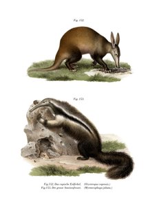 Oso Hormiguero, 1860