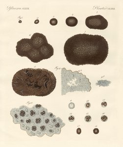 Sobre la organización, tipo de reproducción y la construcción de trufas de German School