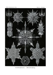 Acanthophracta, 1899-1904 de German School