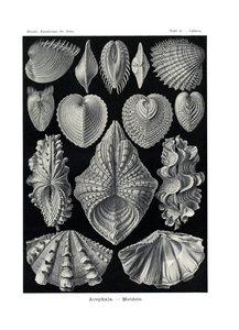 Acephala