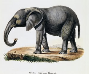 Elefante africano (Elephas africanus), de Mamíferos ilustrados de la naturaleza con descripciones, por Johann Christian Daniel von Schreber (1739-1810), grabado por IC Bock después del dibujo de A Fleischmann, Alemania de German School