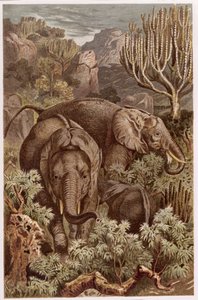 Elefante africano, lámina de Brehms Tierleben: Allgemeine Kunde des Tierreichs, vol 3, p. 9, publicado por Bibliographisches Institut, 1891