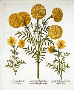 Caléndula africana y caléndulas francesas, de Hortus Eystettensis, por Basil Besler, pub. 1613 de German School