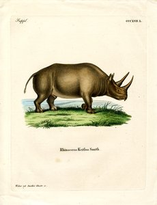 Rinoceronte Africano de German School