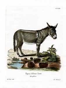 Asno Salvaje Africano
