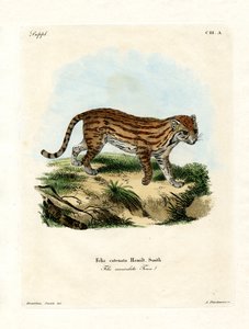 Gato salvaje africano