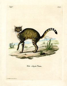 Gato Salvaje Africano