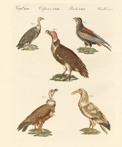 Buitres africanos y asiáticos de German School