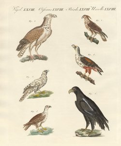 Aves africanas de German School