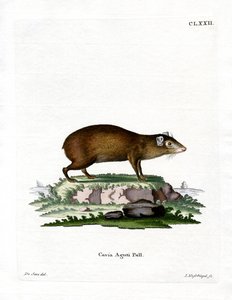 Agutí