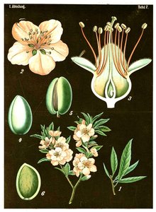 Almendra (Prunus Amygdalus) c.1890 de German School