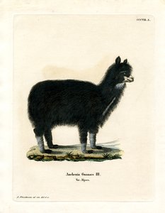 Alpaca de German School