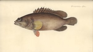 Alphestes afer, antes de 1793