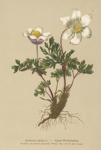 Anémona alpina (Anemone alpina, Pulsatilla alpina)