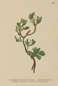Gayuba alpina (Arctostaphylos alpina, Arctostaphylos alpinus) de German School