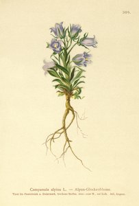Campanilla alpina (Campanula alpina) de German School