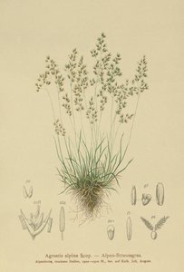 Bentgrass Alpino (Agrostis alpina, Aira flavescens) de German School