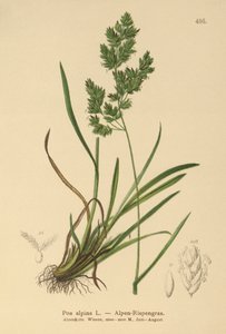 Poa alpina de German School
