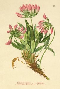 Trébol alpino (Trifolium alpinum) de German School