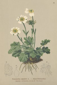 Ranúnculo alpino (Ranunculus alpestris)