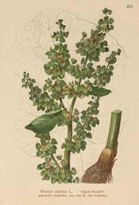 Acedera alpina (Rumex alpinus) de German School