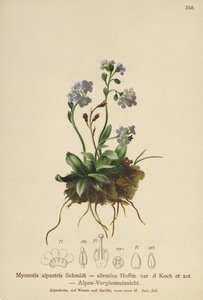 Nomeolvides alpino (Myosotis alpestris, Myosotis silvatica) de German School