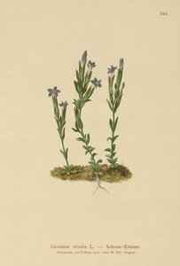 Genciana alpina (Gentiana nivalis)