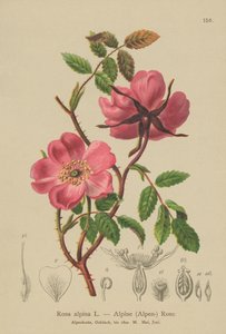 Rosa alpina (Rosa alpina, Rosa pendulina) de German School