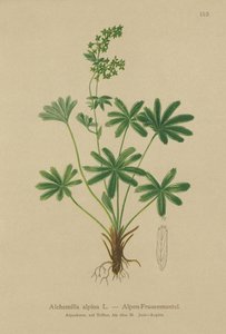 Alquimila alpina (Alchemilla alpina) de German School