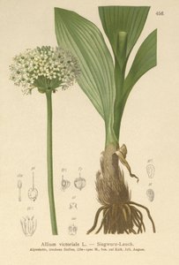 Puerro Alpino (Allium victorialis, Allium victoriale, Cepa victorialis, Geboscon triphylum, Allium plantagineum, Allium anguinum) de German School