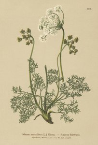 Levístico alpino (Meum mutellina, Ligusticum mutellina)