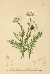 Manzanilla alpina (Anthemis alpina, Achillea oxyloba subsp. schuri)