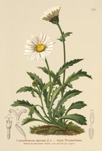 Margarita de luna alpina (Leucanthemum alpinum, Leucanthemopsis alpina, Chrysanthemum alpinum, Tanacetum alpinum)