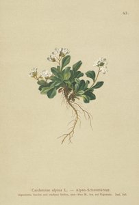 Berro alpino (Cardamine alpina)