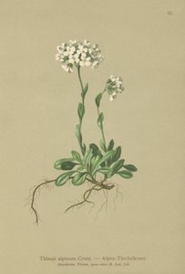 Thlaspi alpino (Thlaspi alpinum, Noccaea alpestris subsp. alpestris, Thlaspi minimum, Noccaea crantzii, Thlaspi kerneri, Thlaspi alpinum var. kerneri, Thlaspi alpestre)