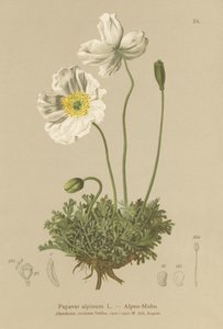 Amapola alpina (Papaver alpinum, subsp. alpinum)