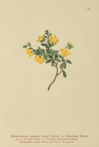 Heliantemo alpino (Helianthemum alpestre, Helianthemum olandicum var. hirtum, Helianthemum montanum) de German School