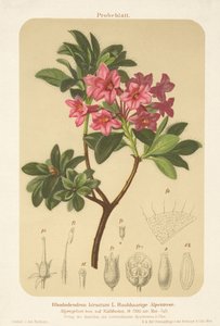 Rosa alpina (Rhododendron hirsutum) de German School