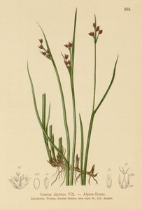 Juncia Alpina (Juncus alpinus, Juncus alpinoarticulatus)