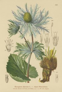 Cardo alpino (Eryngium alpinum) de German School