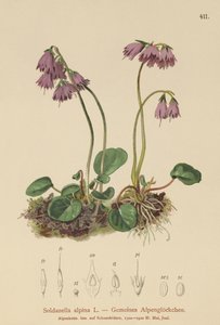 Campanilla de nieve alpina (Soldanella alpina) de German School