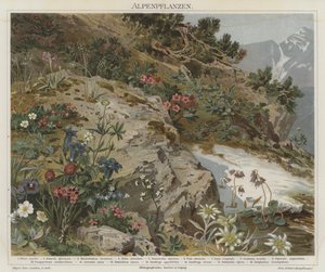 Plantas alpinas de German School