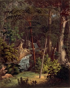 Selva amazónica, tabla XXVII de 