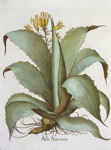 Áloe americano: Aloe Americana, del Hortus Eystettensis por Basil Besler (1561-1629), pub. 1613 de German School