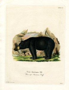 Oso Negro Americano de German School