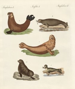 Anfibios de German School