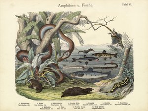 Anfibios y peces, c.1860 de German School