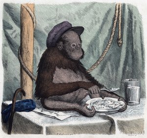 Un orangután educado come arroz con una cuchara. En “Wenn Jemand eine Reise thut, so kann er was erzählen” (Cuando alguien viaja, esto es lo que puede contar), cuento alemán de Franz Wiedemann de German School