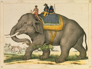 Un elefante usado para cazar a los suyos, hoja ilustrada publicada por Joseph Scholz, Mainz, c.1860 de German School