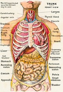 Vista anatómica del torso humano de German School